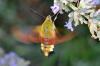 Hemaris fuciformis